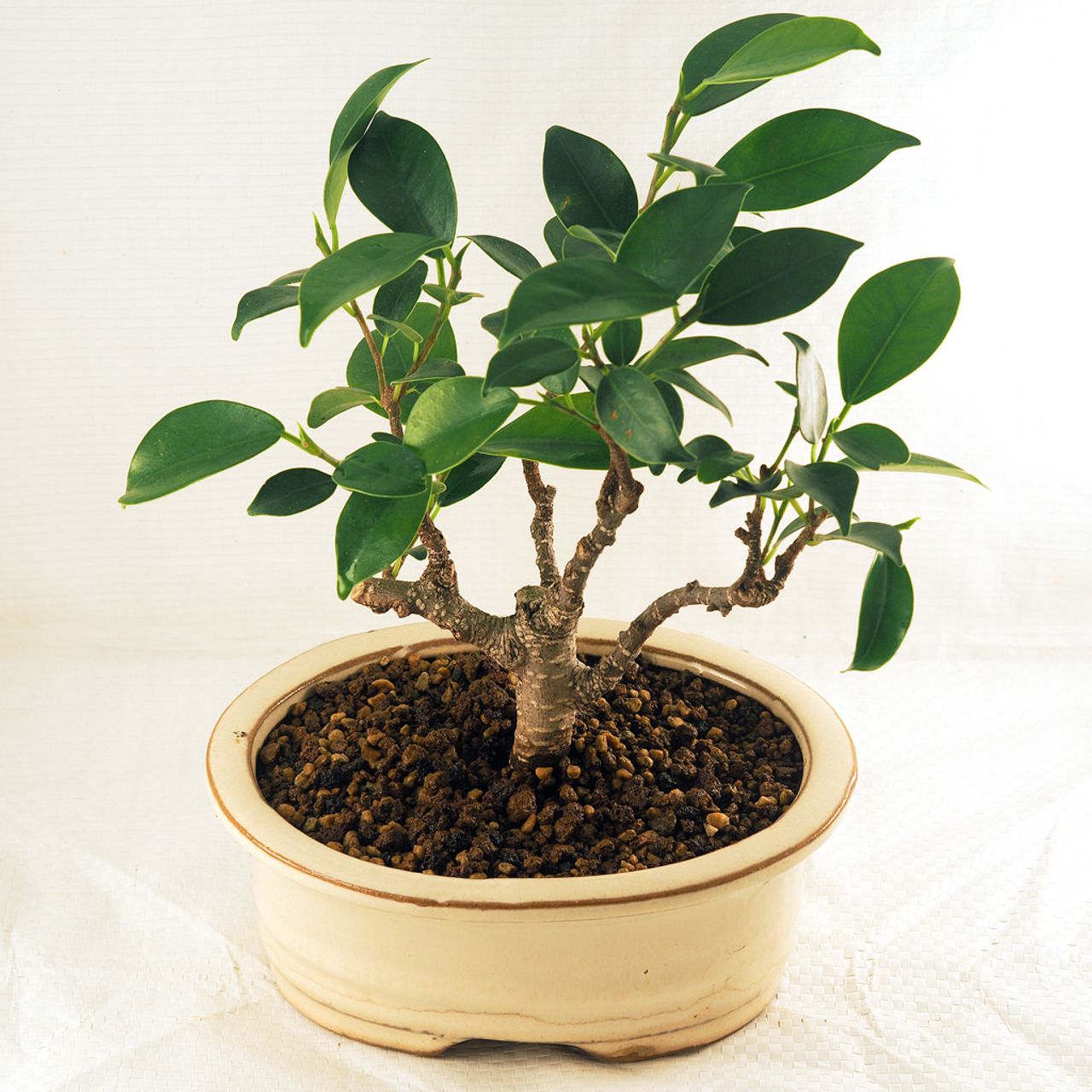Ficus microcarpa bonsai top